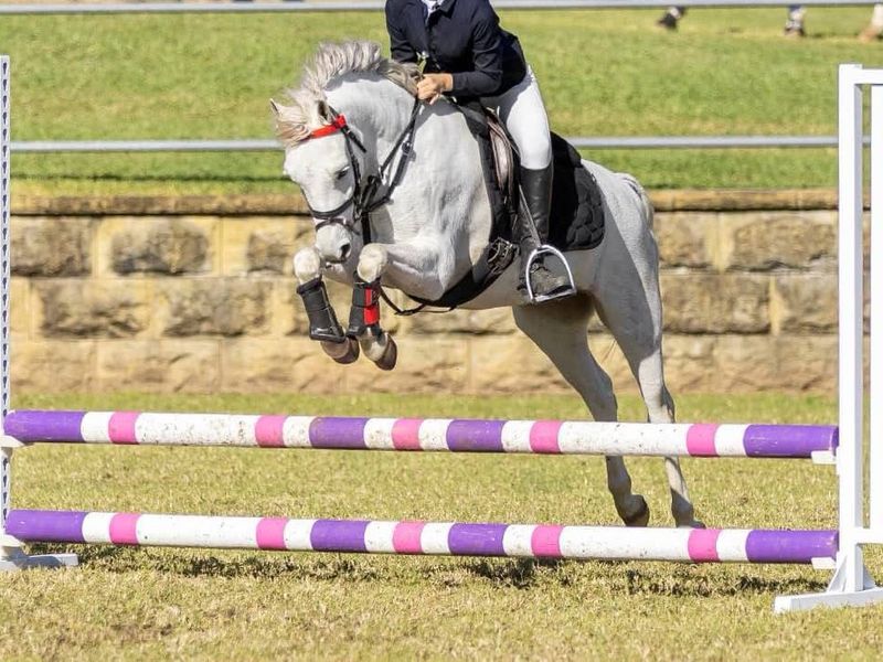 All Rounder proven Kids Pony 