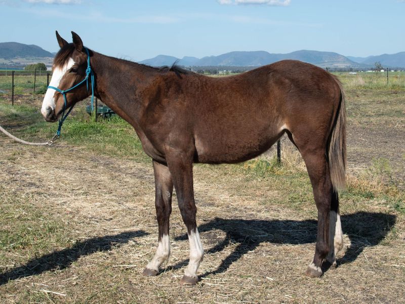 Flashy Balou du Rouet Filly