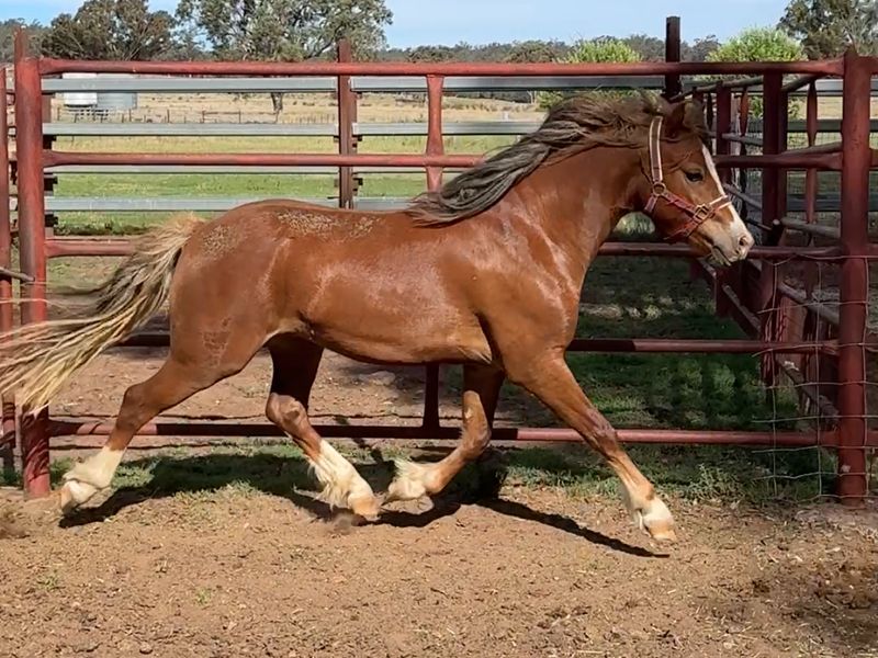 Welsh Gelding 