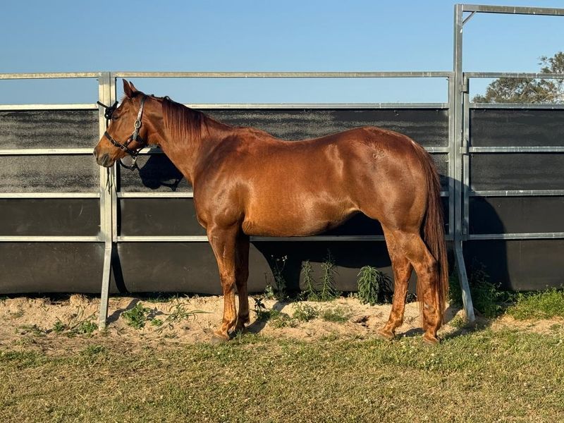 Beautiful QH Broodmare