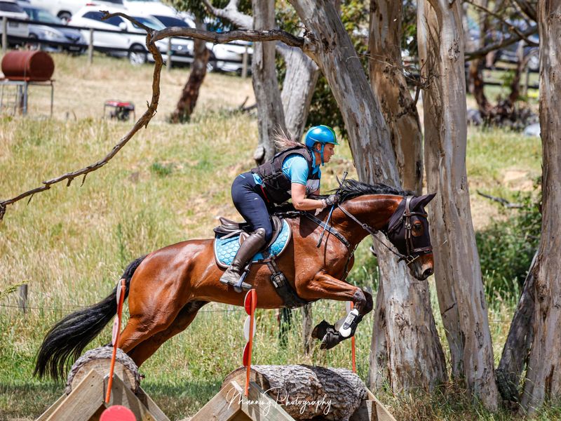Top class Eventer or Showjumper 