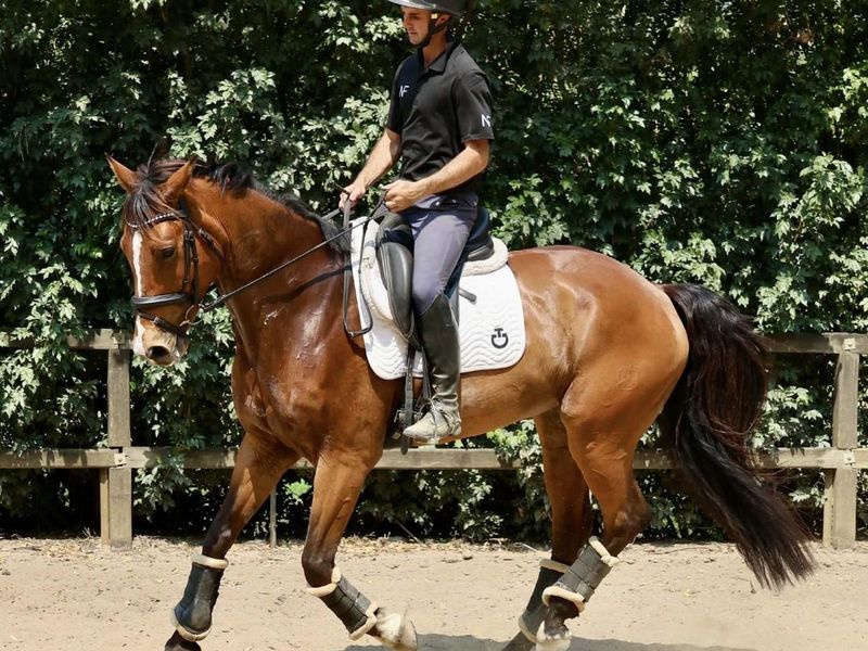Lovely Dressage Warmblood