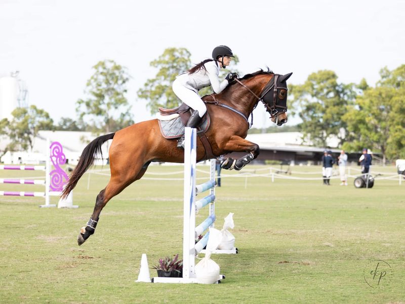 Young Rider Warmblood Mare 