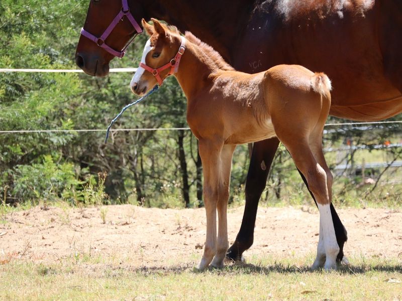Blingy Chestnut Colt
