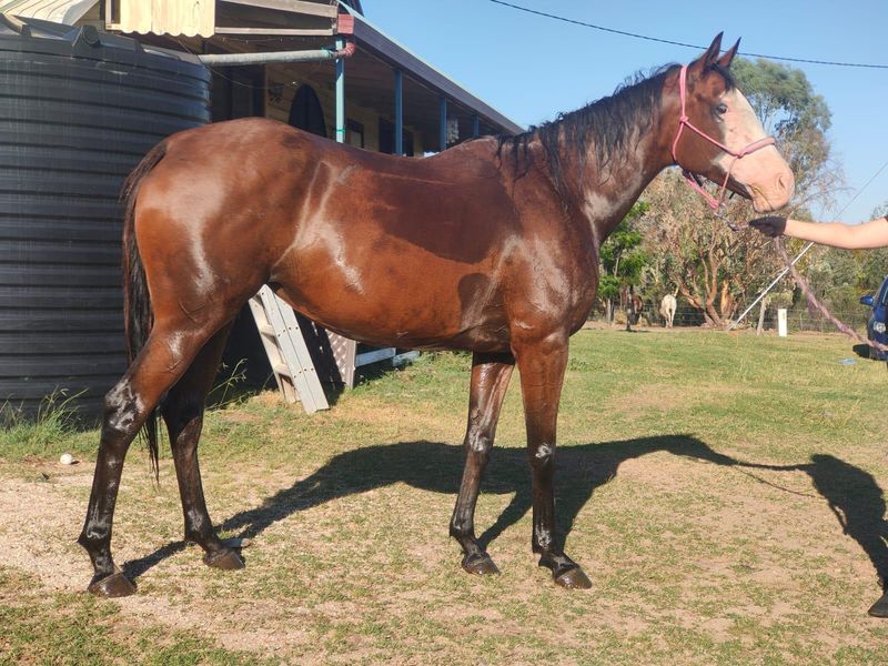 Frame Overo Thoroughbred Broodmare
