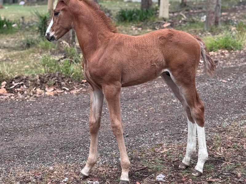 Blingy Chestnut Colt