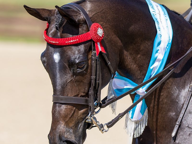 Stunning Large Open Galloway