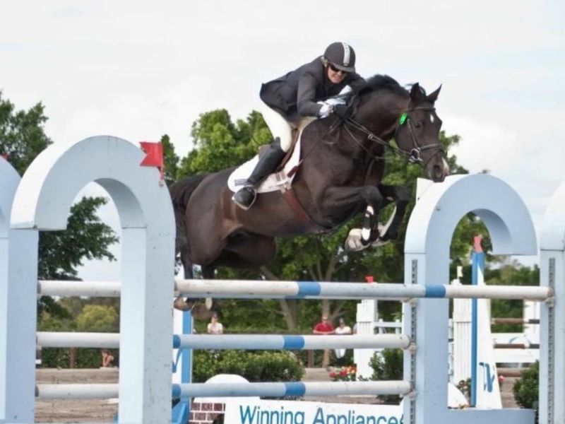 Outstanding 2yo - Suitable for any Discipline 