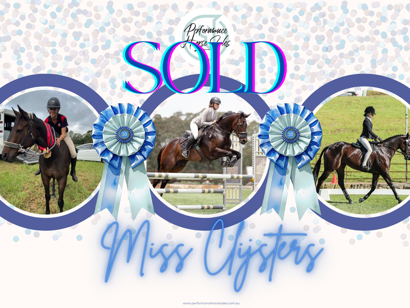 Miss Clijsters - lovely SJ/ Eventing/ Allrounder
