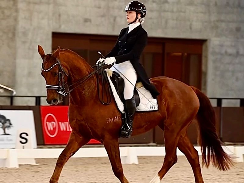 Reliable AOR or YR Schoolmaster 