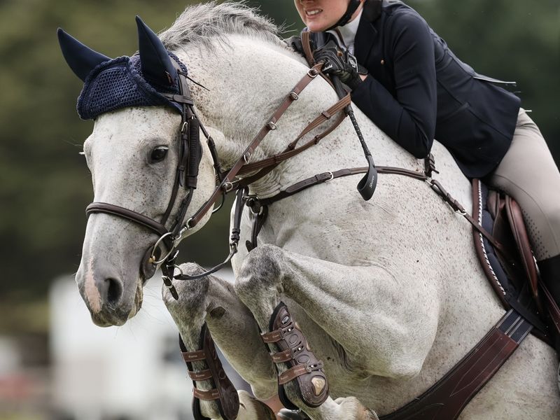 Amateur-friendly, scopey showjumper