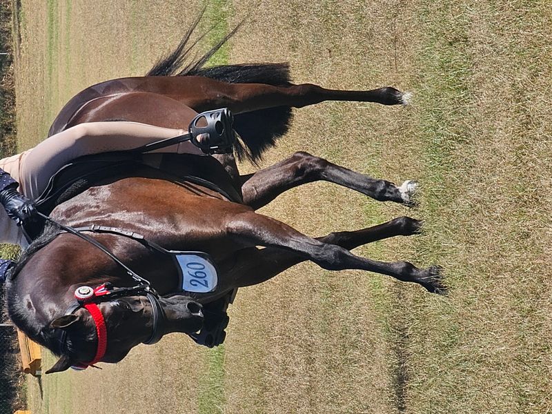 Outstanding 2015 Riding Pony Mare – 11.3hh