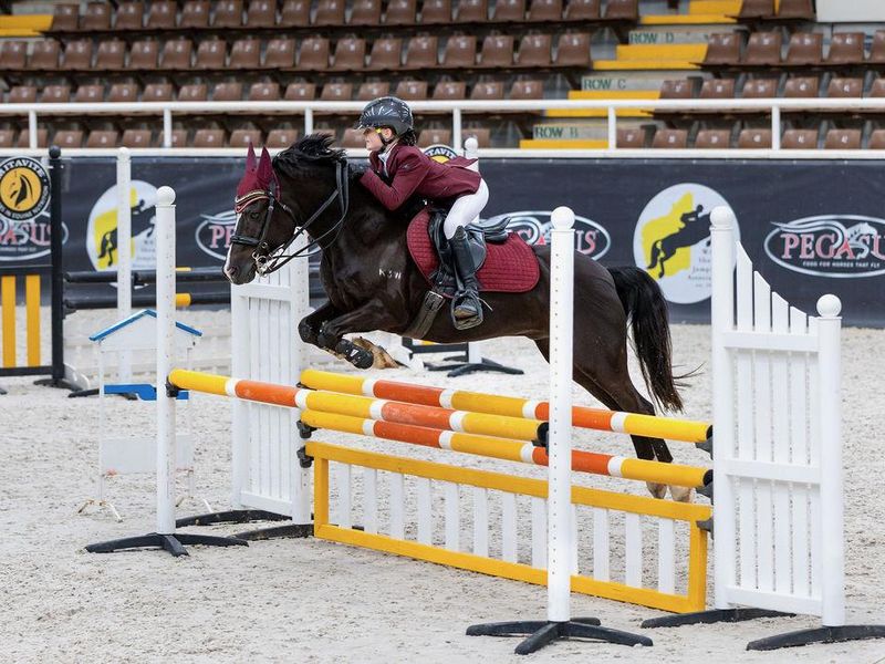 Tiimli Enzo - Juniors Competitive Mount