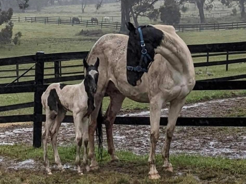  Stunning Black & White Coloured Broodmare 