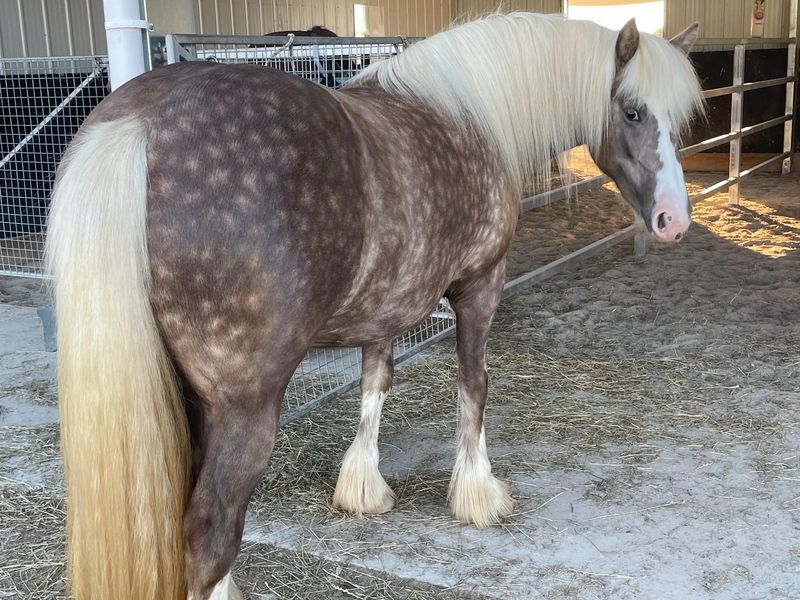 Stunning 75% Registered Gypsy Cob Filly