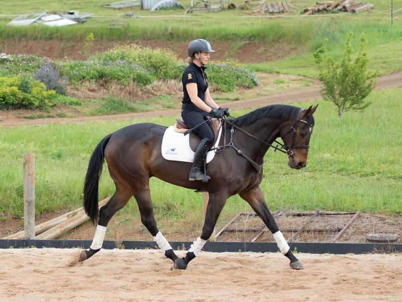 Lovely Young Thoroughbred With a Bright Future