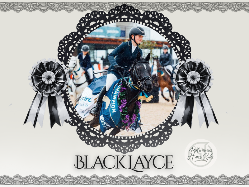 Black Layce - 2025 Australian Champion Showjumper
