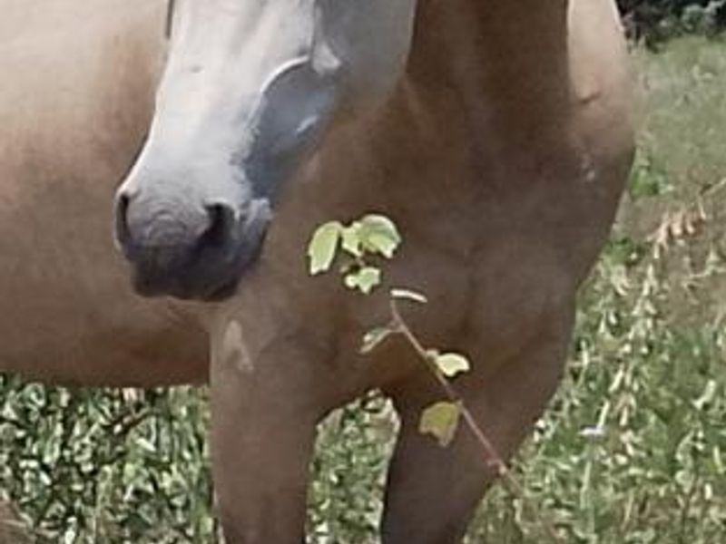 Registered buckskin QH Gelding