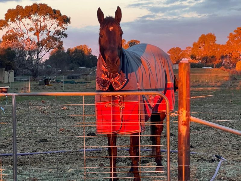 Whiskey | Wacky Doo - allrounders