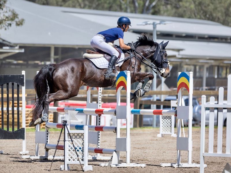 Talented 3-Phase Horse with a Big Future