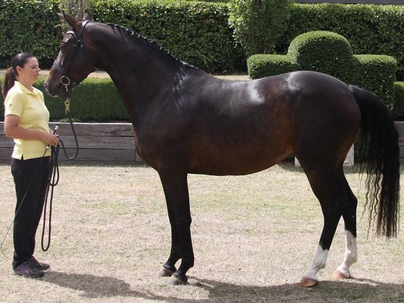 Hanoverian Warmblood Mare