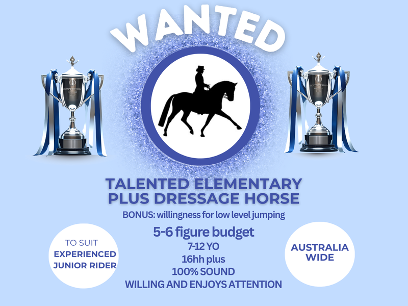 WANTED - Quality dressage horse for a junior