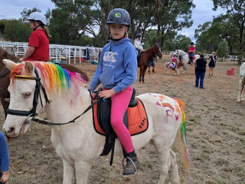 Been there, done that - honest kids pony