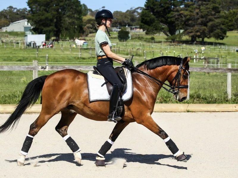 Re-advertised after buyer default: DREAM FEI PONY