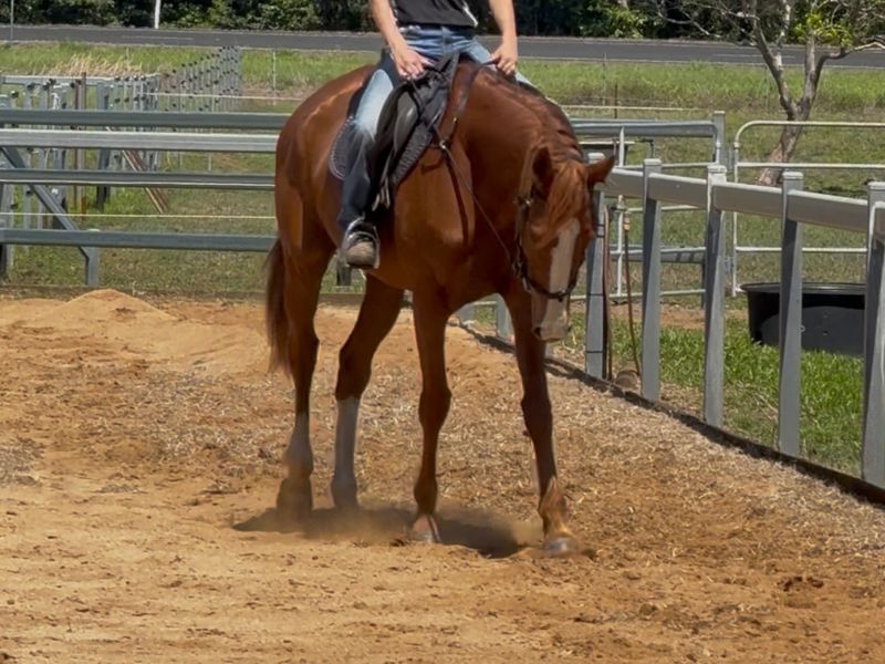Quiet Mare For Sale OTTB