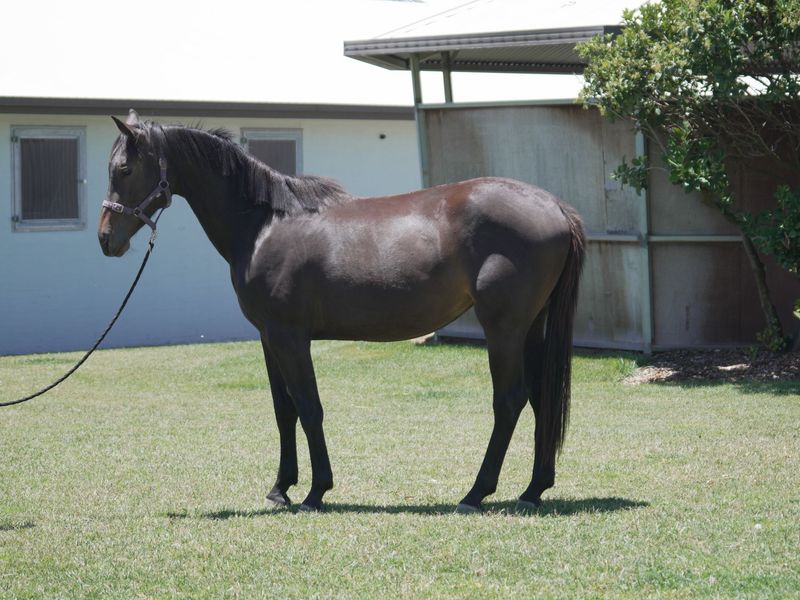 2023 Dominator X Cornet Obolensky filly