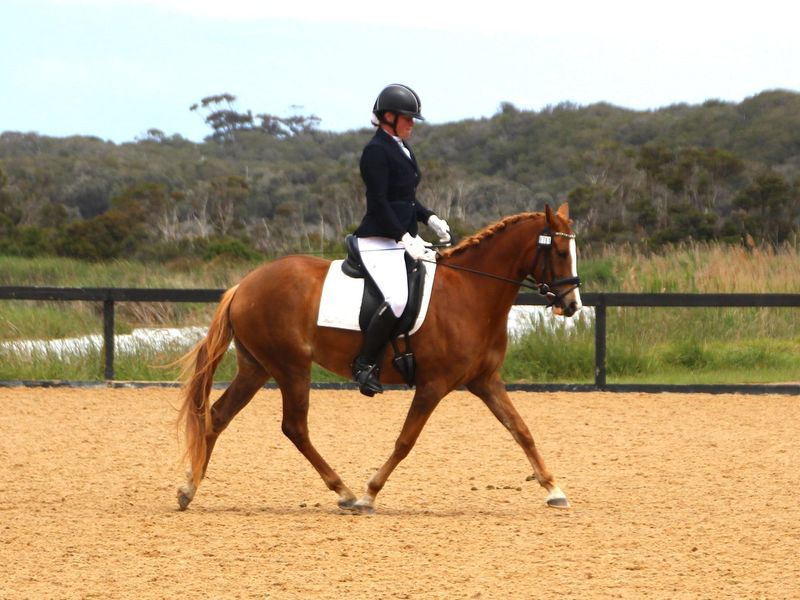 Quiet Performance Pony