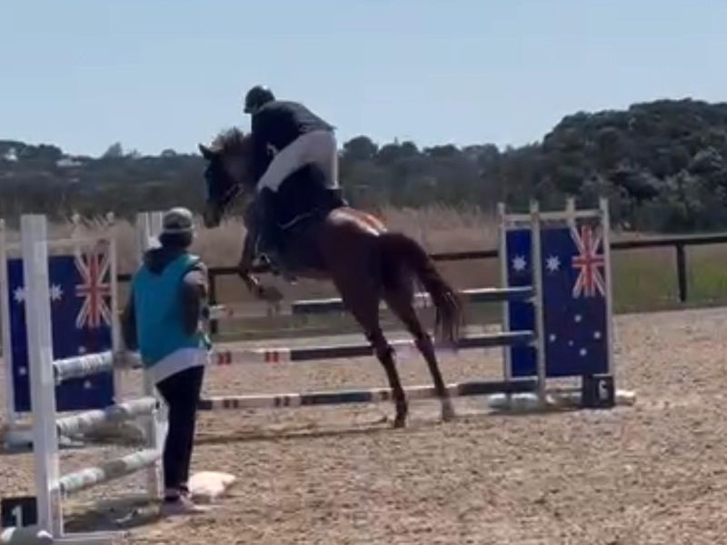 Clever show jumping mare