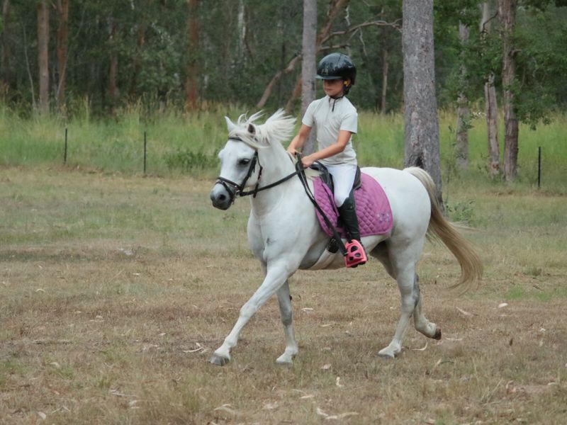 12.2 kid all rounder pony 