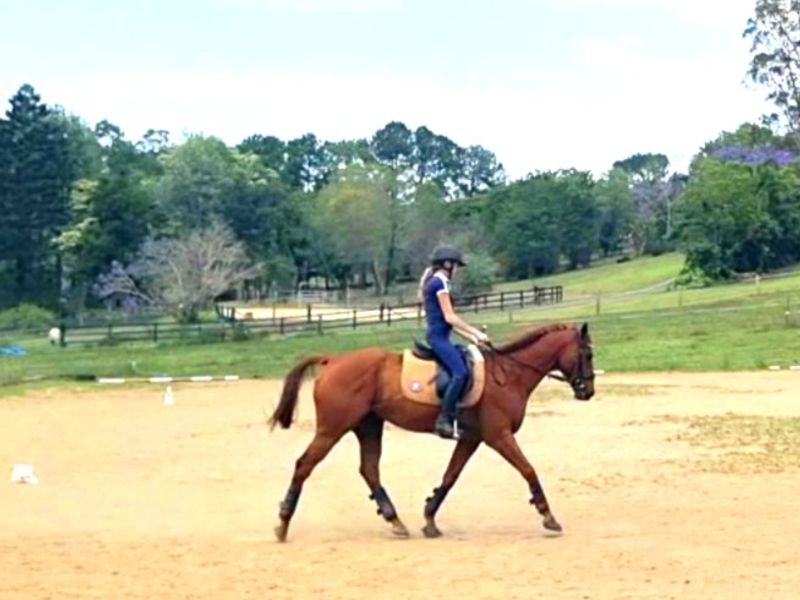 Lovely Natured Gelding