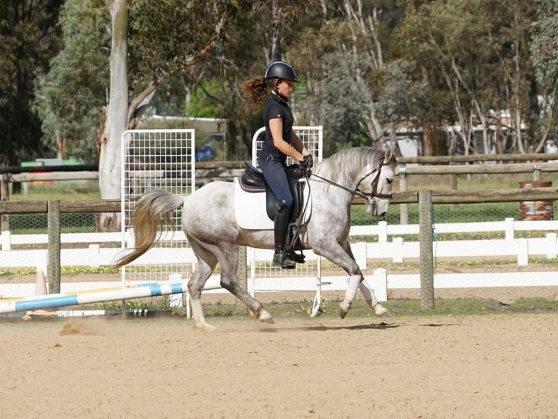 Elegant gentlemen for sale