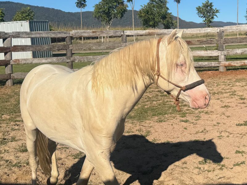 Welsh B Cremello Stallion