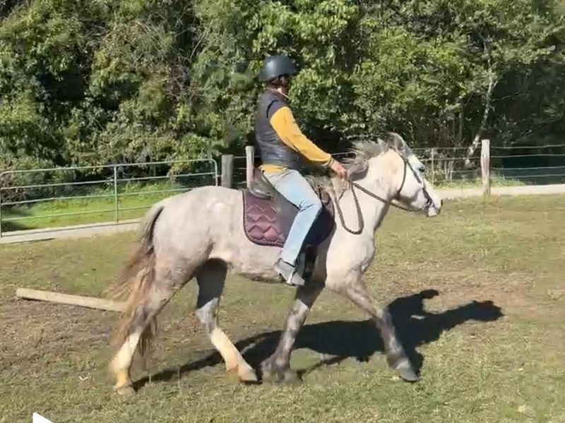 Adorable Grey Welsh x Mare