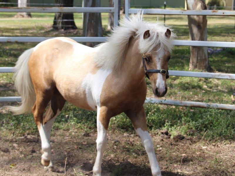Welsh x Australian Pony Yearling Filly