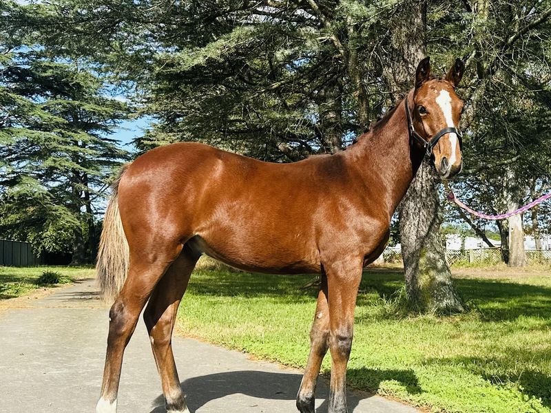 Outstanding Casallco Colt