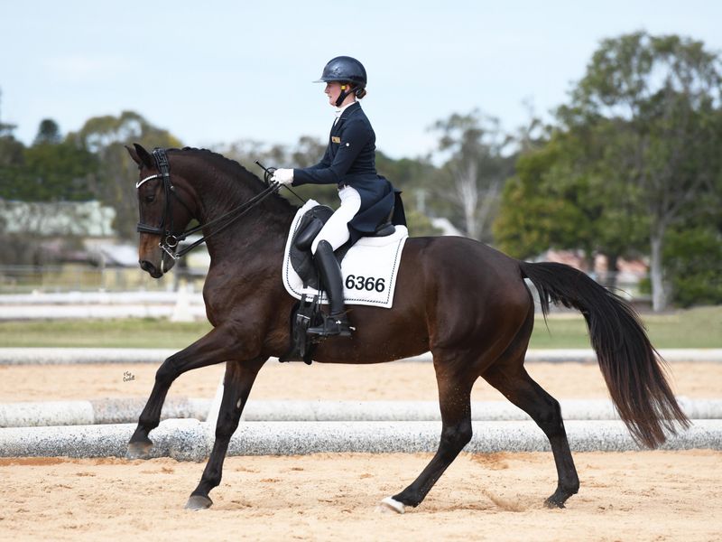 Ultimate FEI YR Schoolmaster Mare