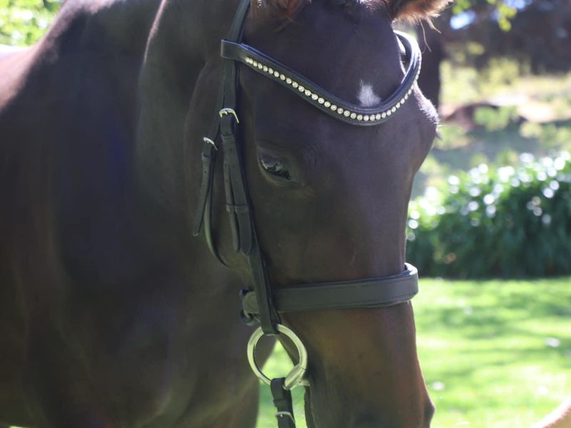 Stunning First Love Mare With Loads of Potential