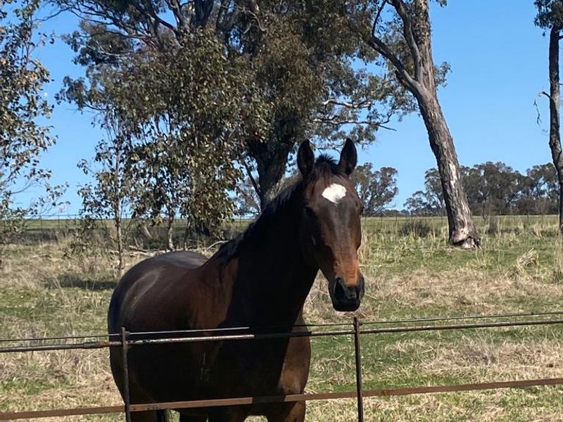 Ultimate Eventer/Showjumper