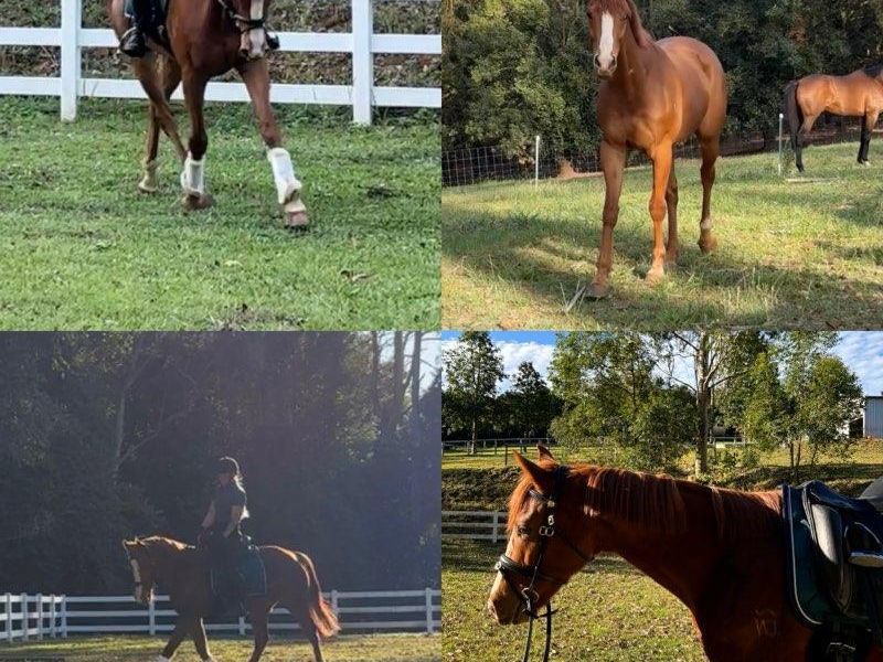 Showy TB Gelding