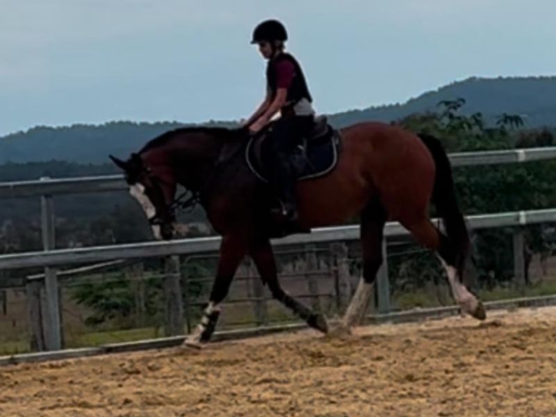 Striking Mt Robinson Balou