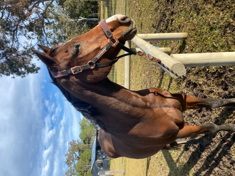 Lovely Companion Horse 