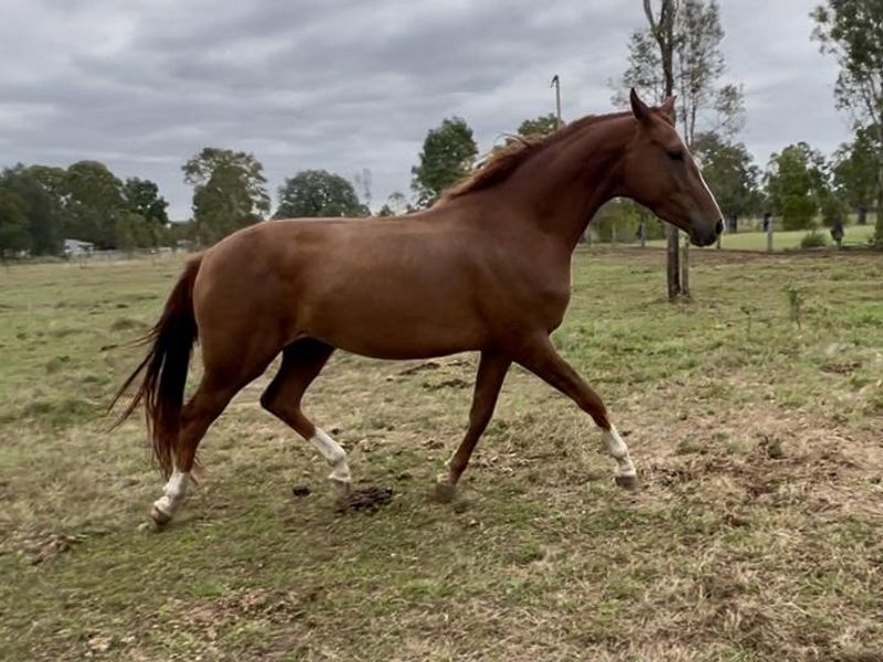 Talented Warmblood Filly