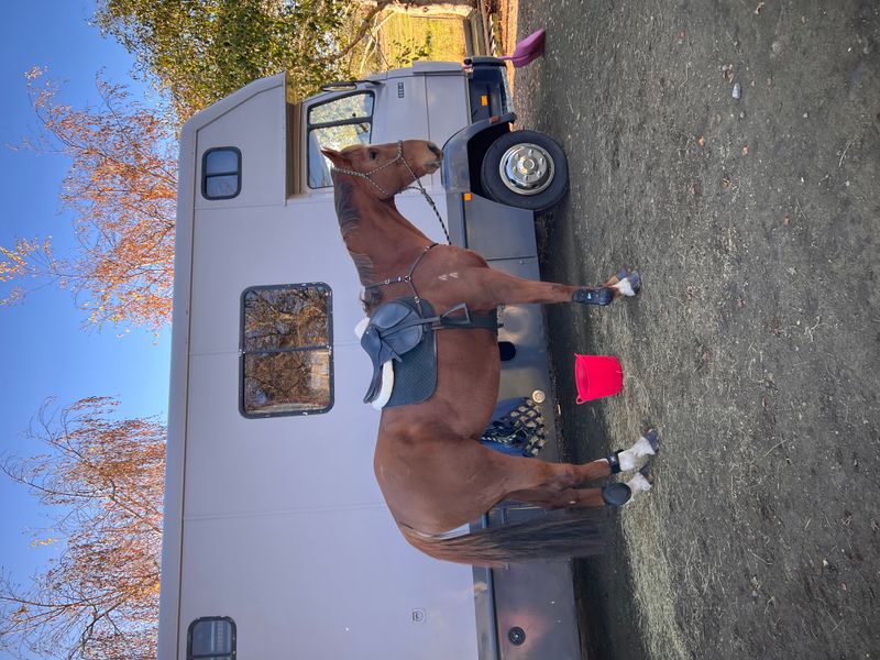 11yo NZ THOROUGHBRED 