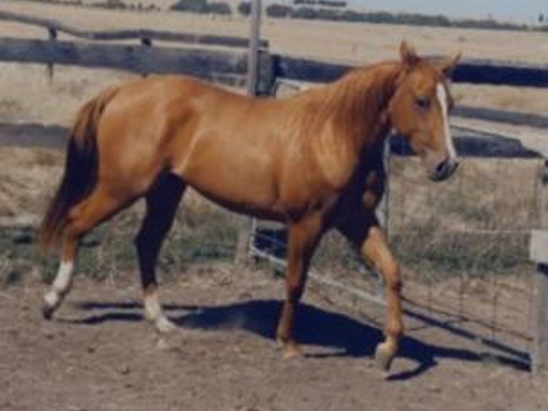 Gil Park shes a Lady quarter horse mare