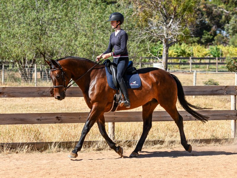 Cleveland Bay X Mare