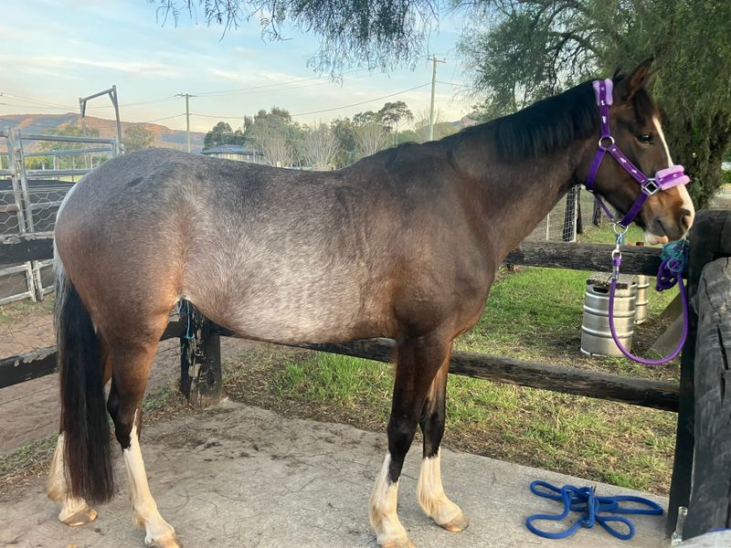 4yr old green broke mare 